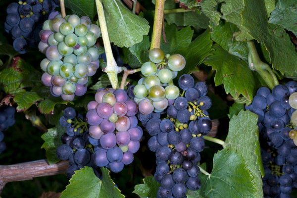 Pinot Gris grape