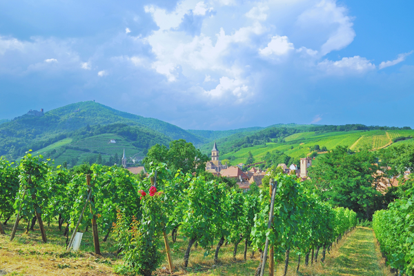 A Vineyard from The Alsace region with green vines, village and hills in the background, blue cloudy sky.