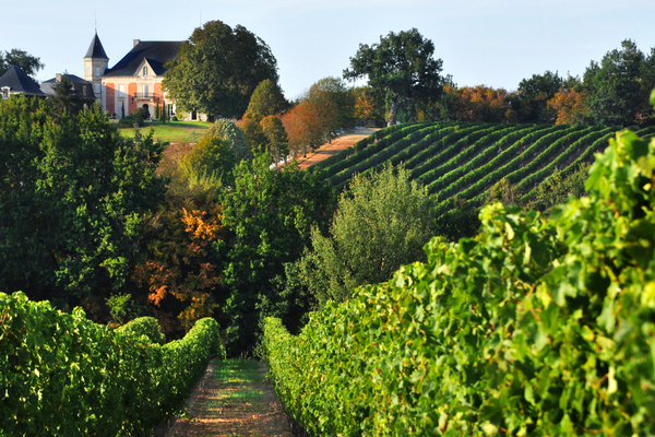 Vineyard in Bordeaux with chateau, rows of vines, autumn trees.
