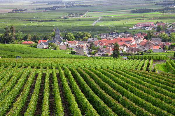 The Burgundy region