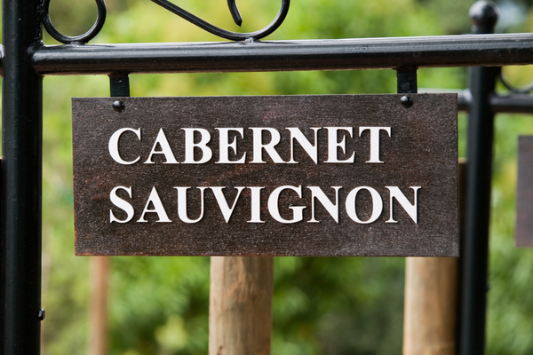 Image of a sign displaying 'CABERNET SAUVIGNON' with a softly blurred green background, highlighting the name of this renowned wine variety in a natural setting.