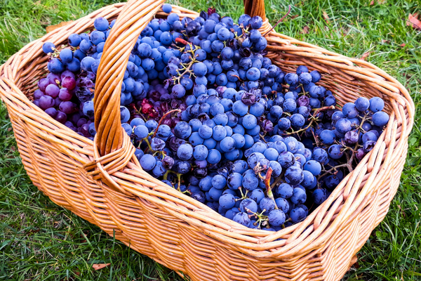 Wicker basket full of Grenache Grapes grapes that are blue on a grassy field.