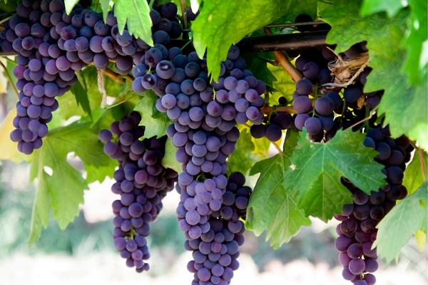 Ripe red wine grapes on vines, bathed in sunlight, ready for harvest in a lush vineyard. A vivid portrayal of winemaking's bounty.
