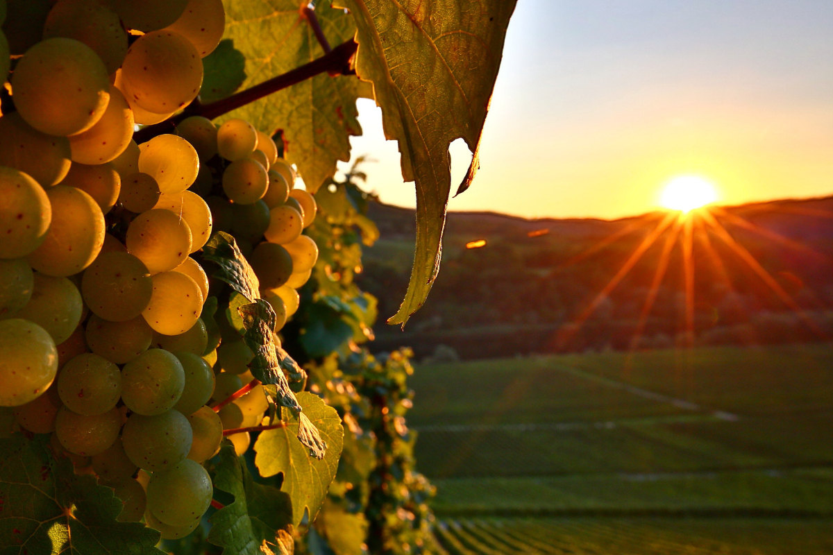 Ideal Wine Serving Temperature for Riesling QelviQ USA