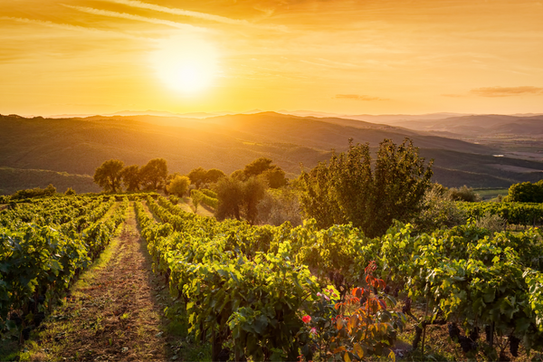 Sunset over a vineyard in The Tuscany region with rolling hills and clear skies.